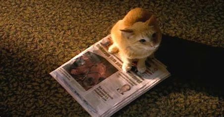 Early Edition Cat and Newspaper